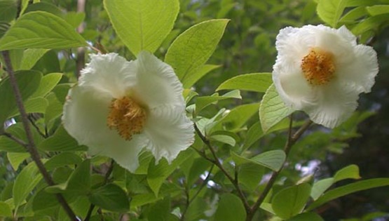 Gold Medal Plant tree 2000
