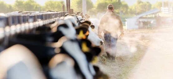 This webinar will provide dairy employees with background on the outbreak, clinical signs to watch for in their herds, key farm-level biosecurity practices and personal safety measures. 