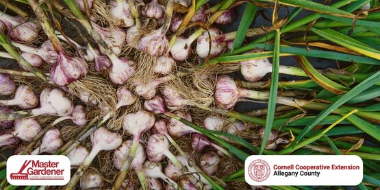 garlic banner
