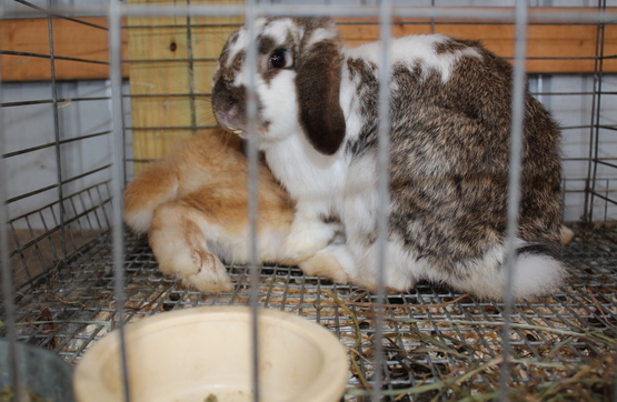 Rabbits