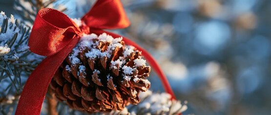 pinecone with snow