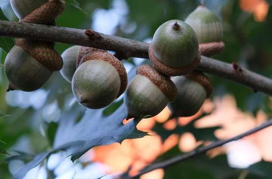 ​Join us to re-connect with acorns and learn how to process them into a nutritious local food source!

Acorns have been utilized as a food resource by many different people and cultures for millennia. However, many modern cultures have ‘forgotten’ that acorns are even edible! There are many reasons to focus on acorns as a modern food resource. For one, acorns are rich in carbohydrates, healthy fats, fiber, potassium, and other nutrients. Another is that in the face of impending climate change and instability of food systems, acorns provide an abundant supply of locally available foods. This workshop will provide some background about the nutritional value of acorns and the history of their usage by humans. We will also describe the processing steps necessary to make the acorns edible. Finally, we will provide hands-on activities to teach participants the steps of acorn collection, processing, and flour production. The final acorn flour can be used in a variety of recipes from pancakes to noodles, and more!