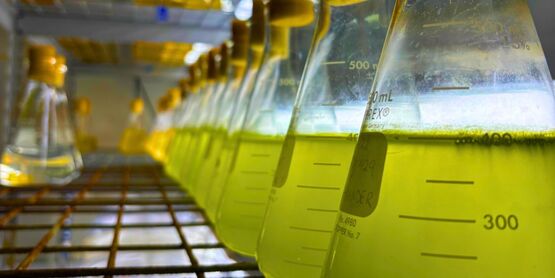 SCMELC production hatchery