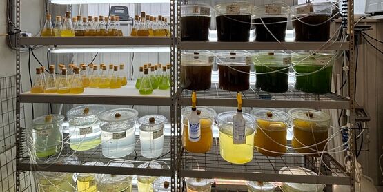 SCMELC production hatchery
