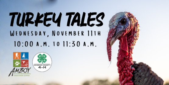 Turkey Tales