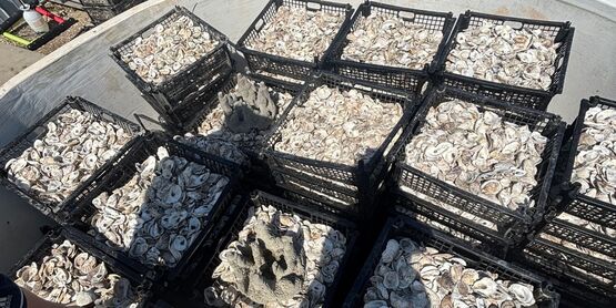 SCMELC production hatchery