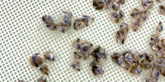 SCMELC production hatchery