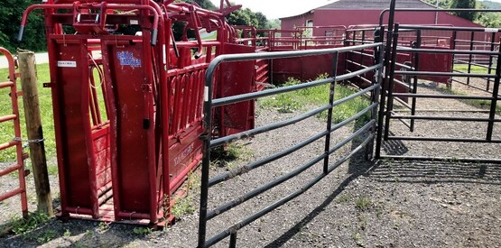 Cattle Shute 