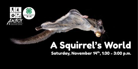 Squirrels