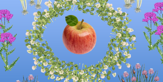 Apple polyculture