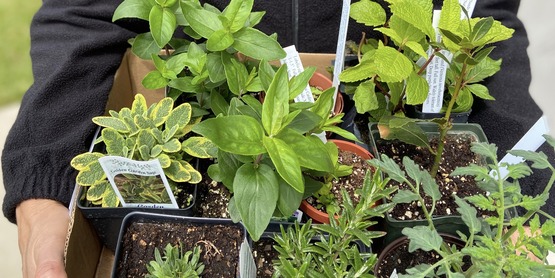 Herbs and Perennials