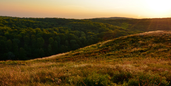 Hill and Forest