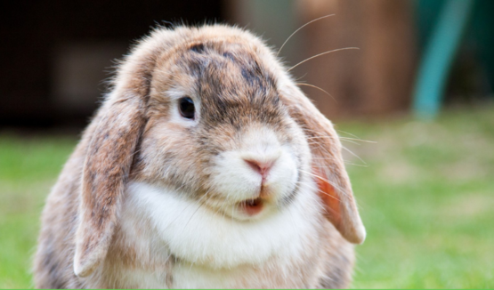 Rabbit and Cavy Project Certificate