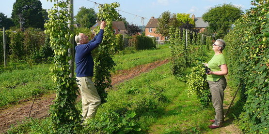 hops
