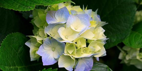 Hydrangea