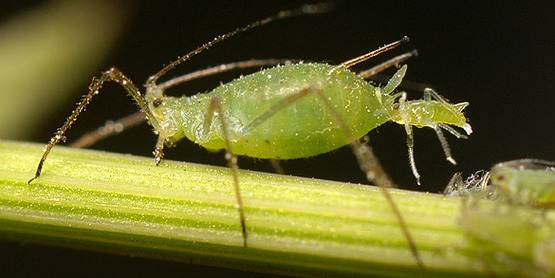 aphid