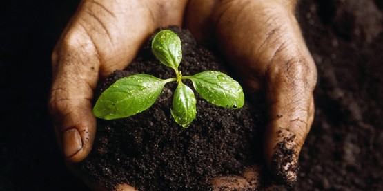 soil and seedling in cupped hands