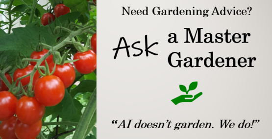 Ask a Master Gardener 