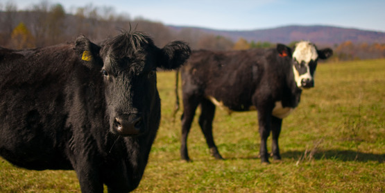 Beef cattle at Polyface Farm, Va.