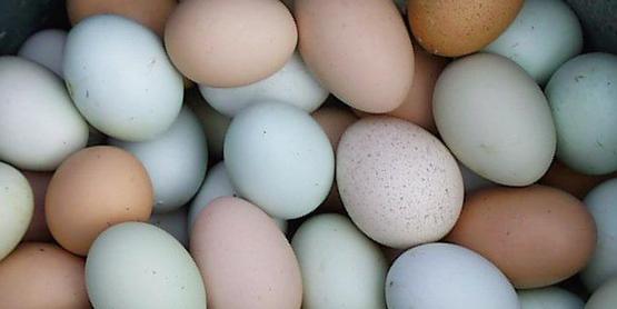 varied color chicken eggs