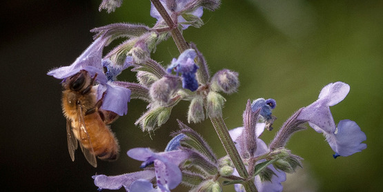 A honey bee is attracted to flowers in theUSDA People's Garden, pollinator garden in Washington, D.C. (USDA Photo).