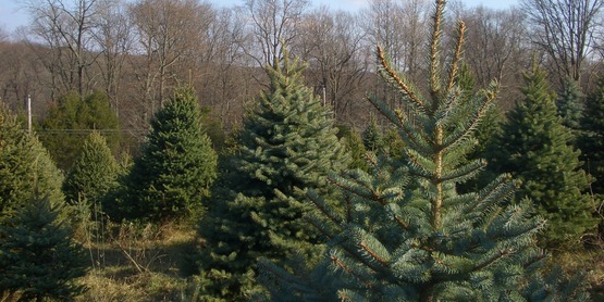 Christmas Trees by Seth Werkheiser

License at https://creativecommons.org/licenses/by-sa/2.0/