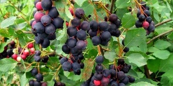 Juneberries