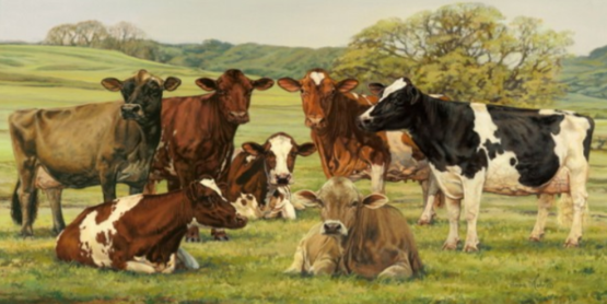 Cows
