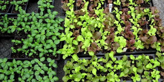 flats of basil and lettuce seedlings