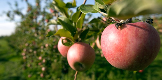 Apples on the tree at Cornell Orchard (Cornell University Photography)