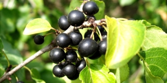 Common Buckthorn Fruit