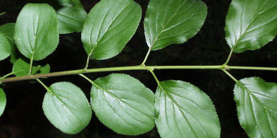 Common Buckthorn foliage