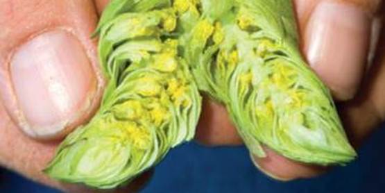Hop