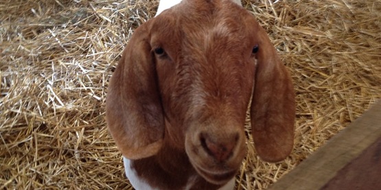 goat at 4-H Livestock Show, August 2014