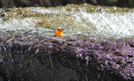 One lone ducky