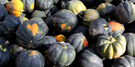 squash
