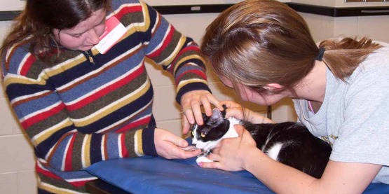 Youth participants examine a house cat during the 4-H Animals & Medicine program, 2009