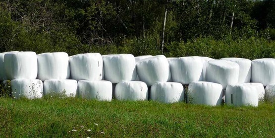 Round bales covered in agricultural plastic; Cornell Recycling Ag Plastics Project (RAPP)