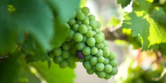 Grapes in the vineyards at Swedish Hill Winery in Seneca Falls, NY (Cornell University Photography).