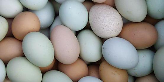 varied color chicken eggs