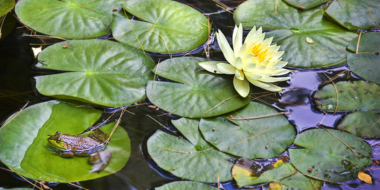 Frog and Lily Pads on Pond