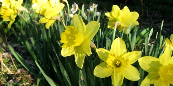 daffodils in bloom