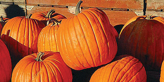 pumpkins