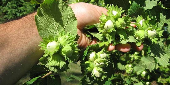Hazelnut tree with young tree fruits