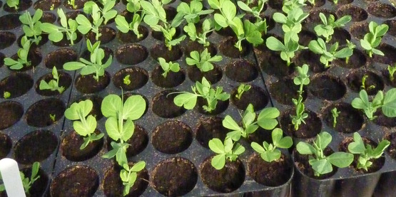 flats of sprouting seeds