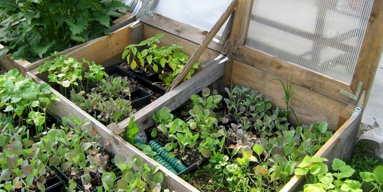 cold frames with flats of small plants, at the CCE-Tompkins Education Center