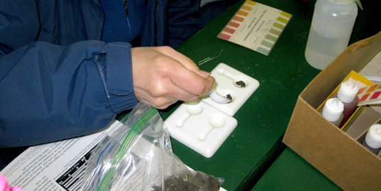 Master Gardener volunteer conducts a pH soil test on a soil sample
