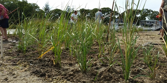 spartina restoration