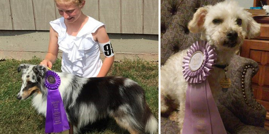 2015 state fair dog