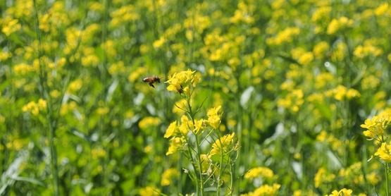 Cornell Cooperative Extension | Integrated Phytophthora Blight